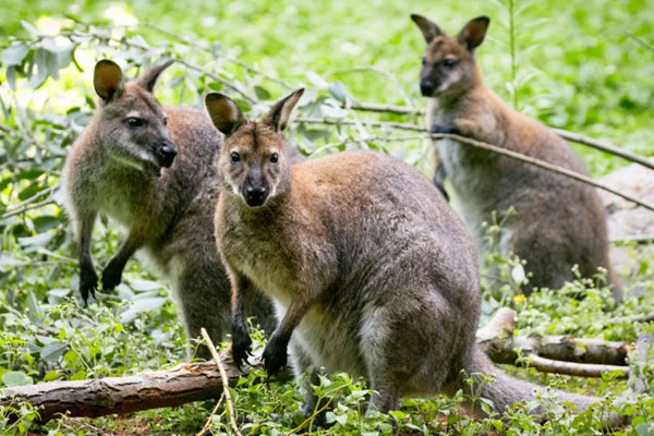 wallaby