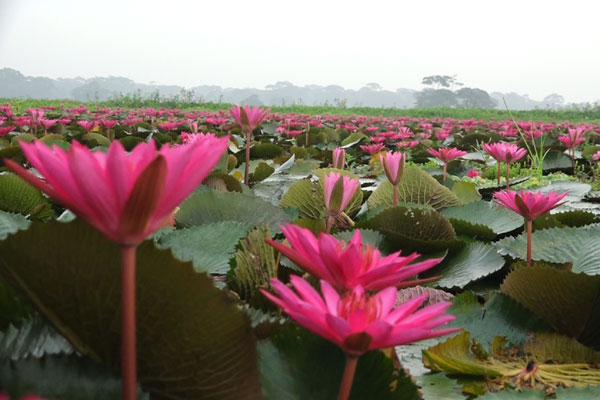 অনেক শাপলা